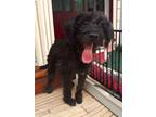 Adopt Shaggy KA a Black Poodle (Miniature) / Mixed dog in Fairfax, VA (41483608)