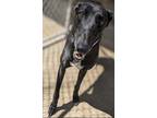 Adopt Cleveland a Black - with White Greyhound / Mixed dog in Los Angeles