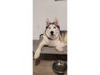 Adopt Aarya a White - with Black Husky / Mixed dog in Cumming, GA (41483468)
