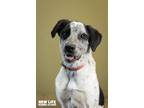 Adopt Karma a Black - with White German Shorthaired Pointer / Pointer / Mixed