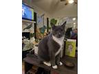 Adopt Rudy a Gray or Blue (Mostly) Domestic Mediumhair / Mixed (medium coat) cat