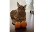Adopt Thyme a Orange or Red Tabby American Shorthair / Mixed (long coat) cat in