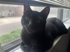 Adopt Scar a Black (Mostly) American Shorthair / Mixed (short coat) cat in