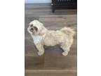 Adopt Ozzy a Tricolor (Tan/Brown & Black & White) Lhasa Apso / Mixed dog in
