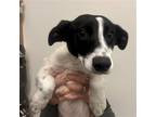 Adopt Culhane a Mixed Breed (Medium) / Mixed dog in Rancho Santa Fe