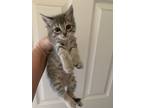 Adopt Shorty a Gray or Blue American Shorthair / Mixed (short coat) cat in San