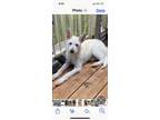 Adopt knicks a White German Shepherd Dog / American Staffordshire Terrier /