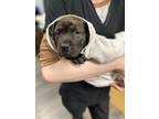 Adopt Cindy Bear (Cub) a Shar Pei / Mixed dog in Ridgely, MD (41483386)