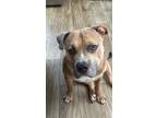 Adopt Astro a Tan/Yellow/Fawn American Pit Bull Terrier / Mixed dog in Houston