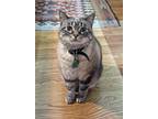 Adopt Indigo a Brown Tabby Tabby / Mixed (short coat) cat in Nellysford