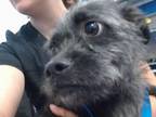 Adopt WASABI a Border Terrier, Mixed Breed
