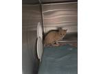 Adopt 2024-05-151 a Domestic Shorthair / Mixed (short coat) cat in Winder