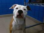 Adopt LAYLA a Pit Bull Terrier, Mixed Breed