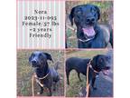 Adopt 2023-11-095 *Nora* a Labrador Retriever / Mixed dog in Winder