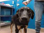 Adopt KINDER a Doberman Pinscher, Labrador Retriever