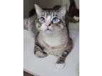 Adopt Ralph a Siamese / Mixed (short coat) cat in Genoa, IL (41478406)