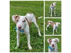 Adopt Toast a White - with Brown or Chocolate Mixed Breed (Medium) / Mutt /