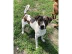 Adopt Carl KA a Brindle - with White Basset Hound / Mixed dog in Fairfax