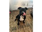 Adopt Daisy a Black - with White American Pit Bull Terrier / Mixed dog in Lutz