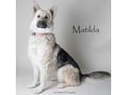 Adopt Matilda a German Shepherd Dog, Mixed Breed