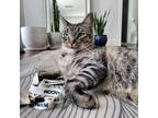 Adopt Midge a Tiger Striped Tabby / Mixed (short coat) cat in Hawthorne