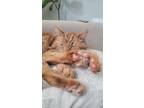 Adopt Oliver a Orange or Red Domestic Shorthair / Mixed (short coat) cat in