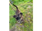 Adopt chewy a Brindle Chiweenie / Mixed dog in Dartmouth, MA (41483178)