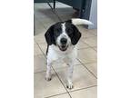 Adopt Tiny Dog a Beagle / Border Collie / Mixed dog in Williamstown