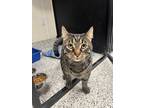 Adopt Ty a Brown Tabby Domestic Shorthair (short coat) cat in Dartmouth