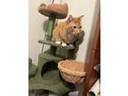Adopt Lennie a Orange or Red Tabby / Mixed (short coat) cat in Placentia