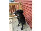 Adopt Behr a Black Labrador Retriever / Mixed dog in Westminster, MA (41483122)