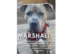 Adopt Marshall a Brindle Mastiff / Mixed dog in Staten Island, NY (41483098)