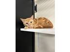 Adopt Babylon a Orange or Red Tabby Domestic Shorthair (short coat) cat in