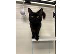Adopt Pink a All Black Domestic Mediumhair (medium coat) cat in Dartmouth