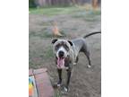 Adopt Kameha a Gray/Silver/Salt & Pepper - with White American Staffordshire