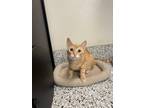 Adopt Camelot a Orange or Red Tabby Domestic Shorthair (short coat) cat in