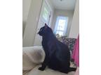Adopt Smokey a All Black Domestic Mediumhair / Mixed (medium coat) cat in