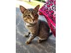 Adopt Marvin a Brown Tabby American Shorthair / Mixed (short coat) cat in