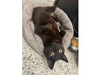 Adopt Andy a All Black Domestic Shorthair (short coat) cat in Dartmouth