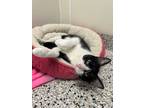 Adopt Misty a Black & White or Tuxedo Domestic Shorthair (short coat) cat in