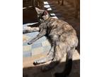 Adopt Angel a Tortoiseshell Calico / Mixed (medium coat) cat in Cedar City