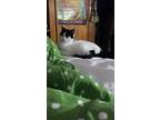 Adopt Kitty a Black & White or Tuxedo Japanese Bobtail / Mixed (short coat) cat