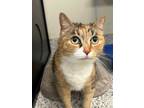 Adopt Muffin a Calico or Dilute Calico Domestic Shorthair (short coat) cat in