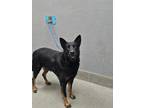 Adopt TOFFEE a German Shepherd Dog, Mixed Breed