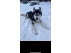 Adopt Koda a Black - with White Husky / Mixed dog in Amherst, NY (41482847)