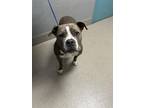 Adopt BARB a Pit Bull Terrier