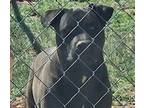 Adopt Onyx a Black - with White American Pit Bull Terrier / Mixed dog in