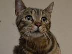 Adopt a Domestic Shorthair cat in Wildomar, CA (41482835)