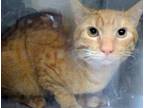 Adopt a Orange or Red Domestic Shorthair cat in Wildomar, CA (41482834)