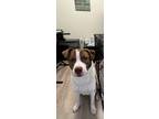 Adopt Apollo a Brown/Chocolate - with White Pitsky / Mixed dog in Colorado